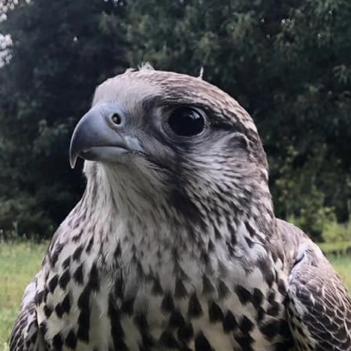 Más Allá de la Velocidad: 3 Verdades Sorprendentes del Mundo de la Cetrería.